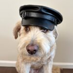 white dog with black leather cap